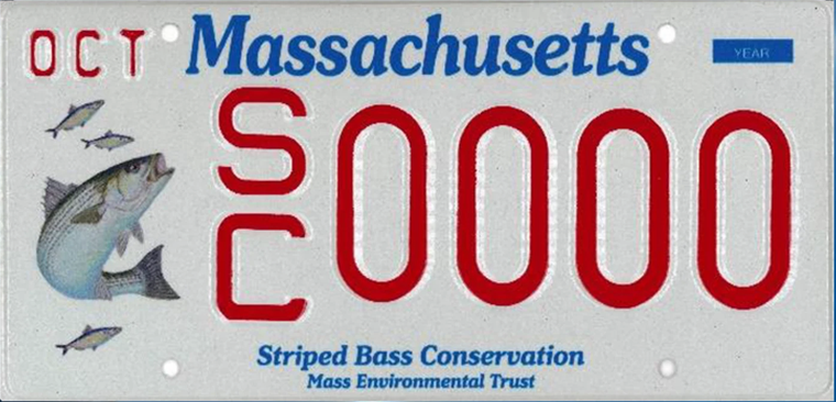 Striped Bass